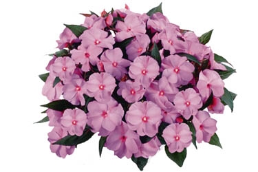 Impatiens Tamarinda Lavender Variety Label.jpg